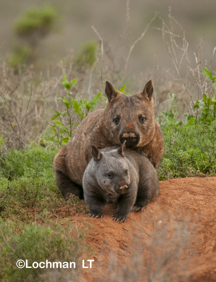 Mammals-Koala, Wombats